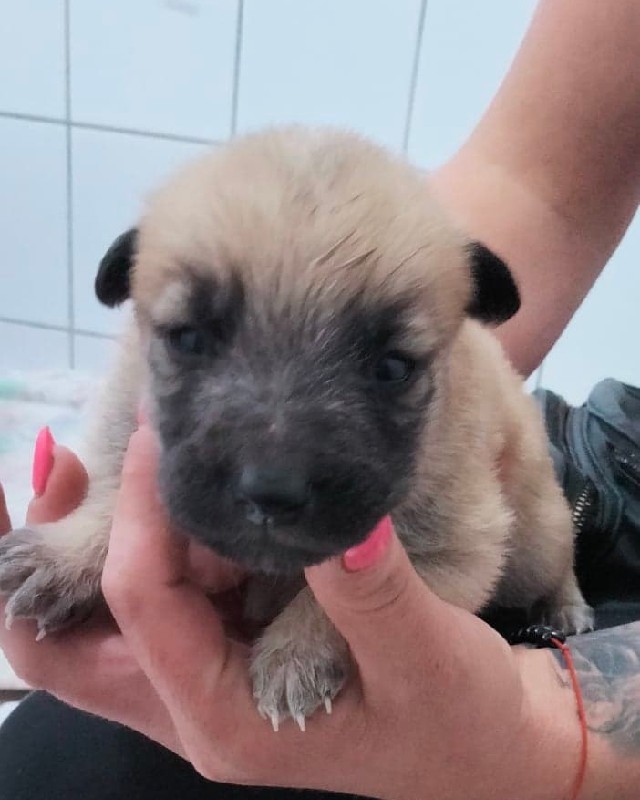 szczeniaczki do adopcji