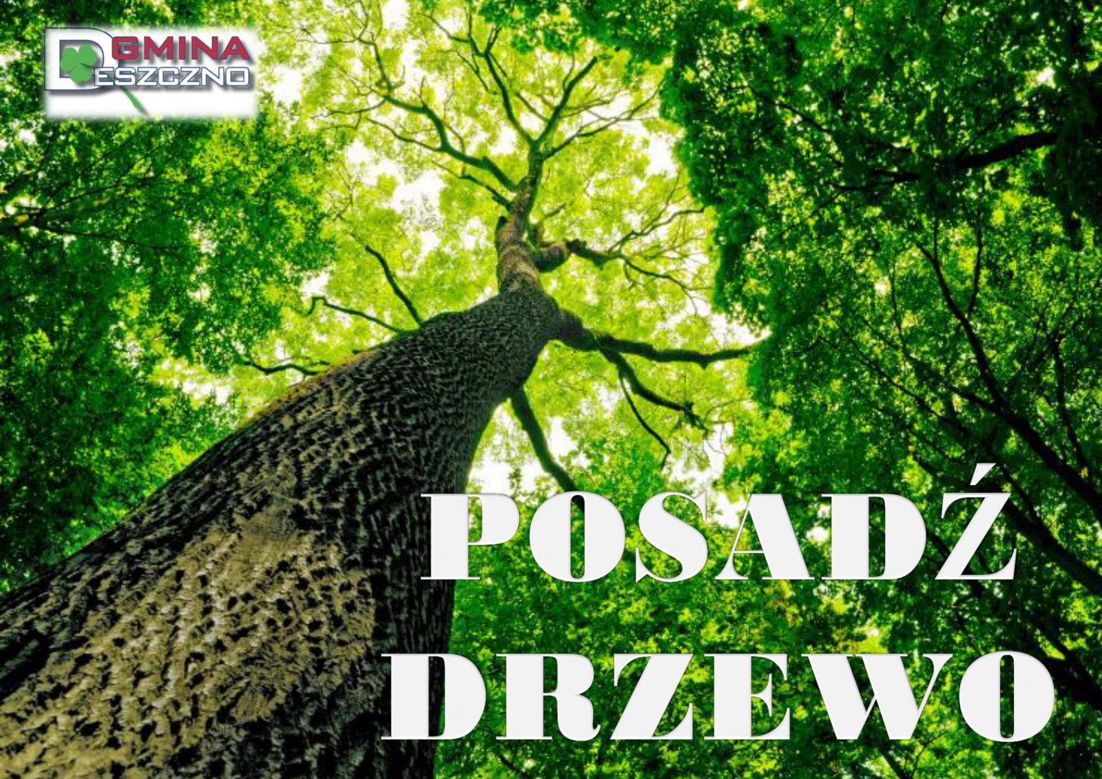 posadź drzewo