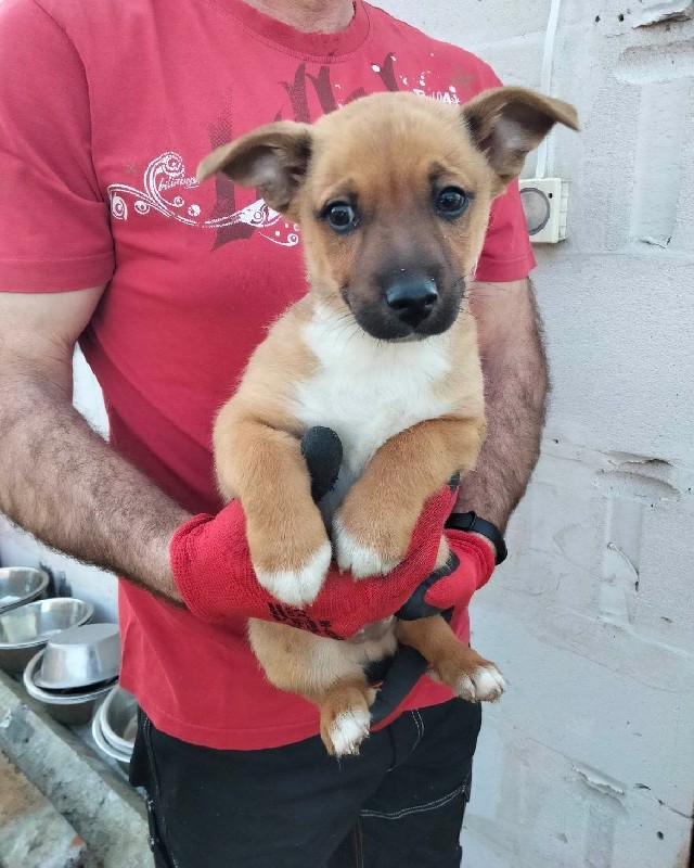 pieski do adopcji