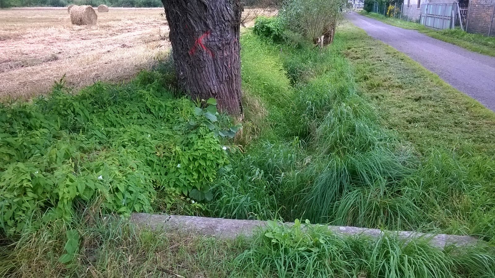 Koszenie - Bolemin Kołoment