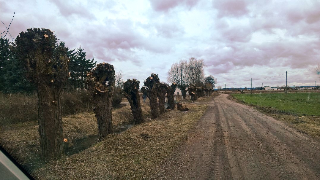 prace w Płonicy - odkrzaczanie 
