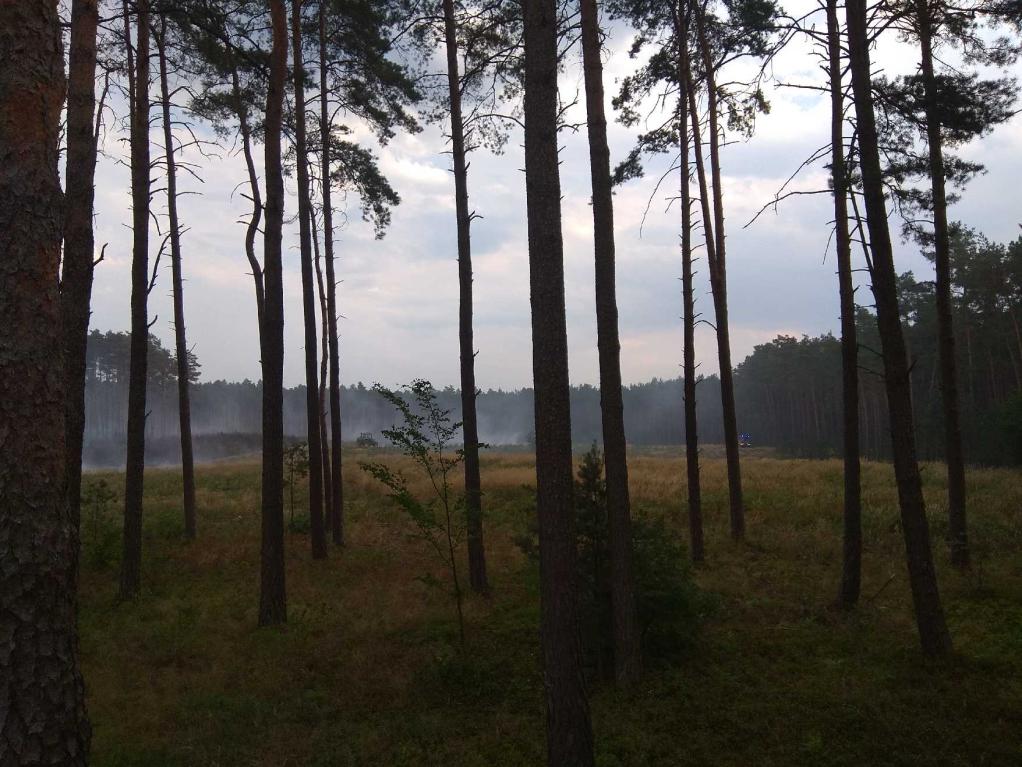 pożar lasu koło Bolemina