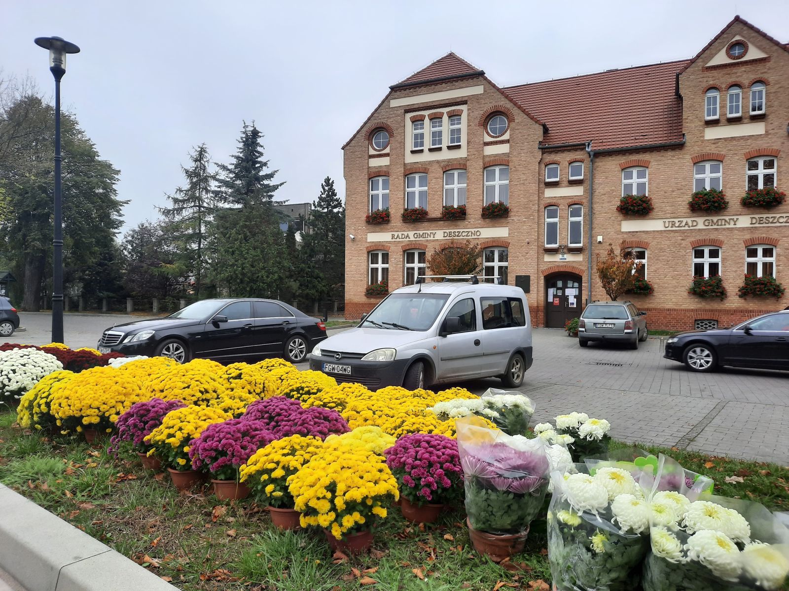 otrzymane chryzantemy 
