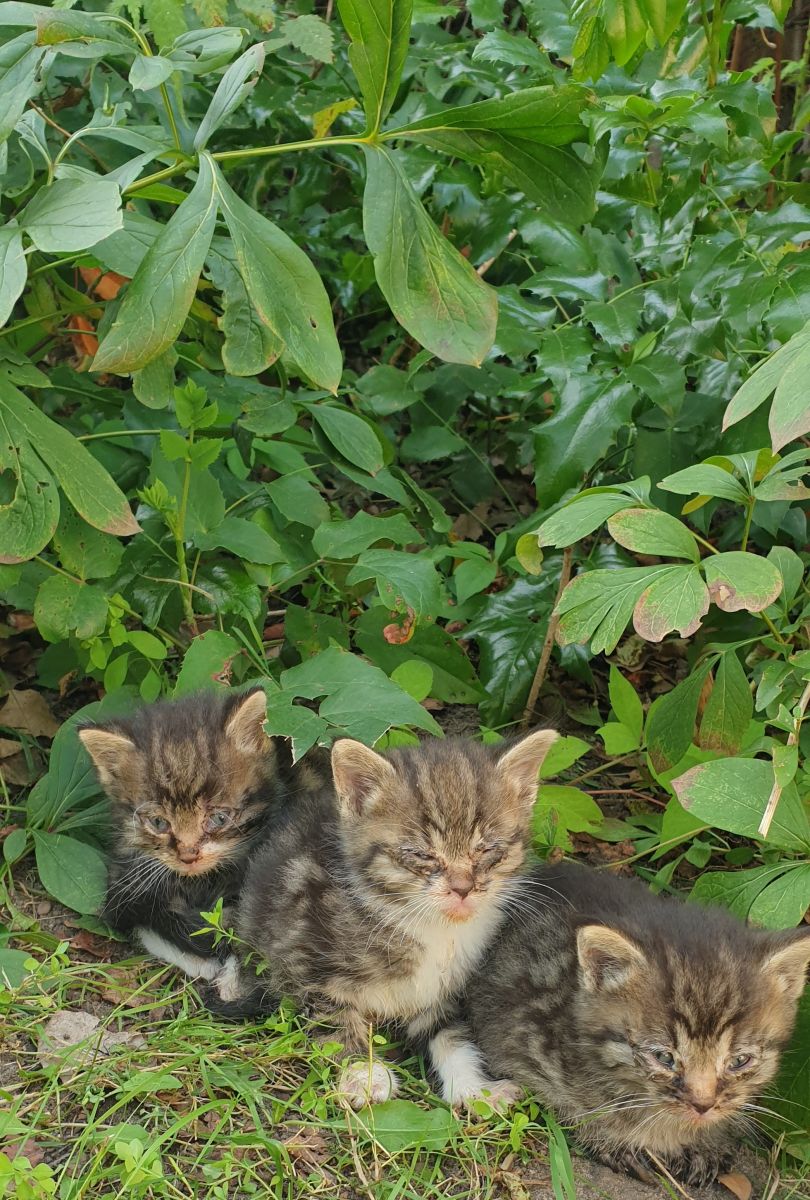 kotki